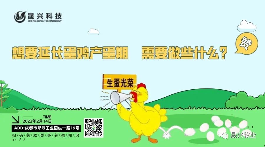 养鸡装备